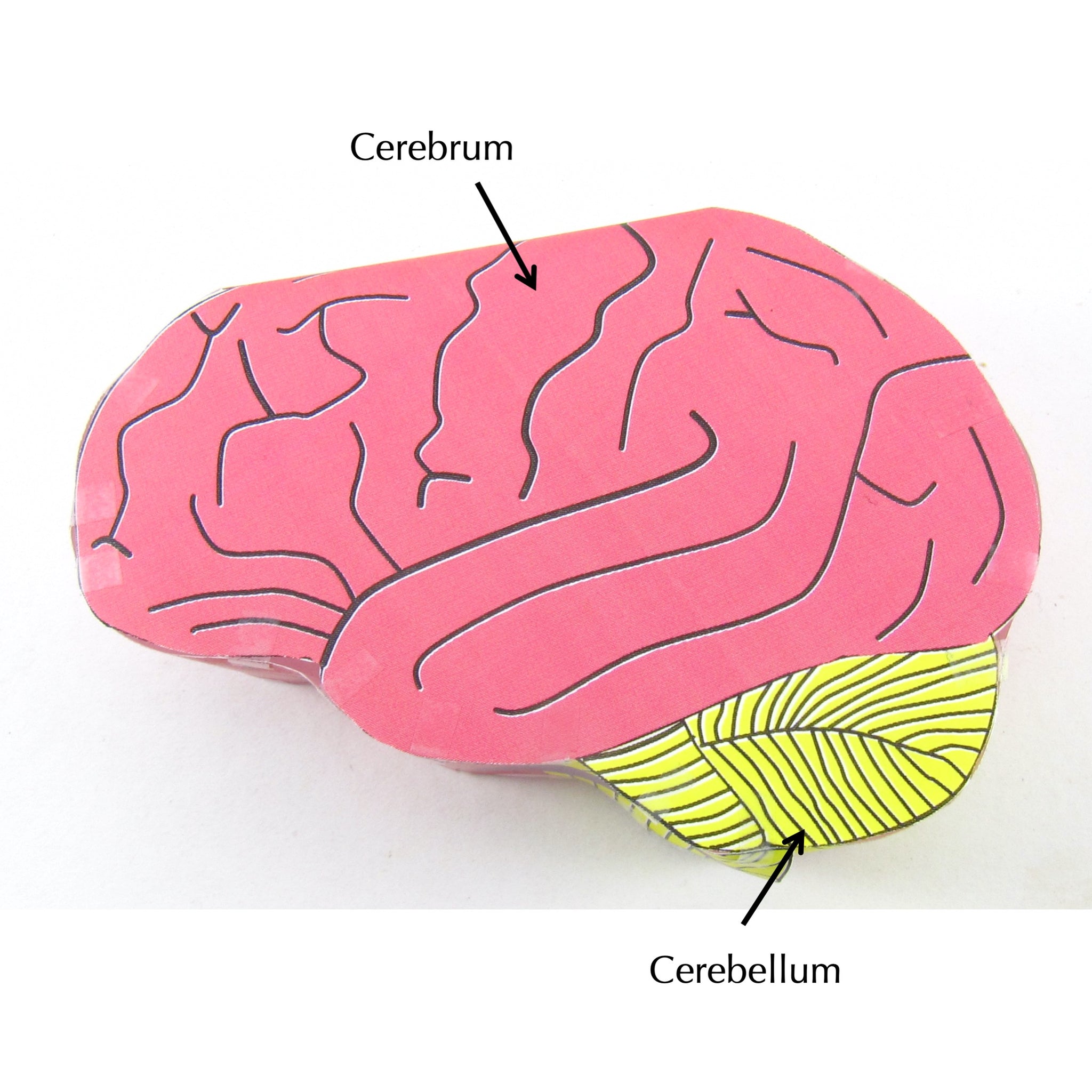 Simple Brain Modle Simple Brain – Origami Organelles