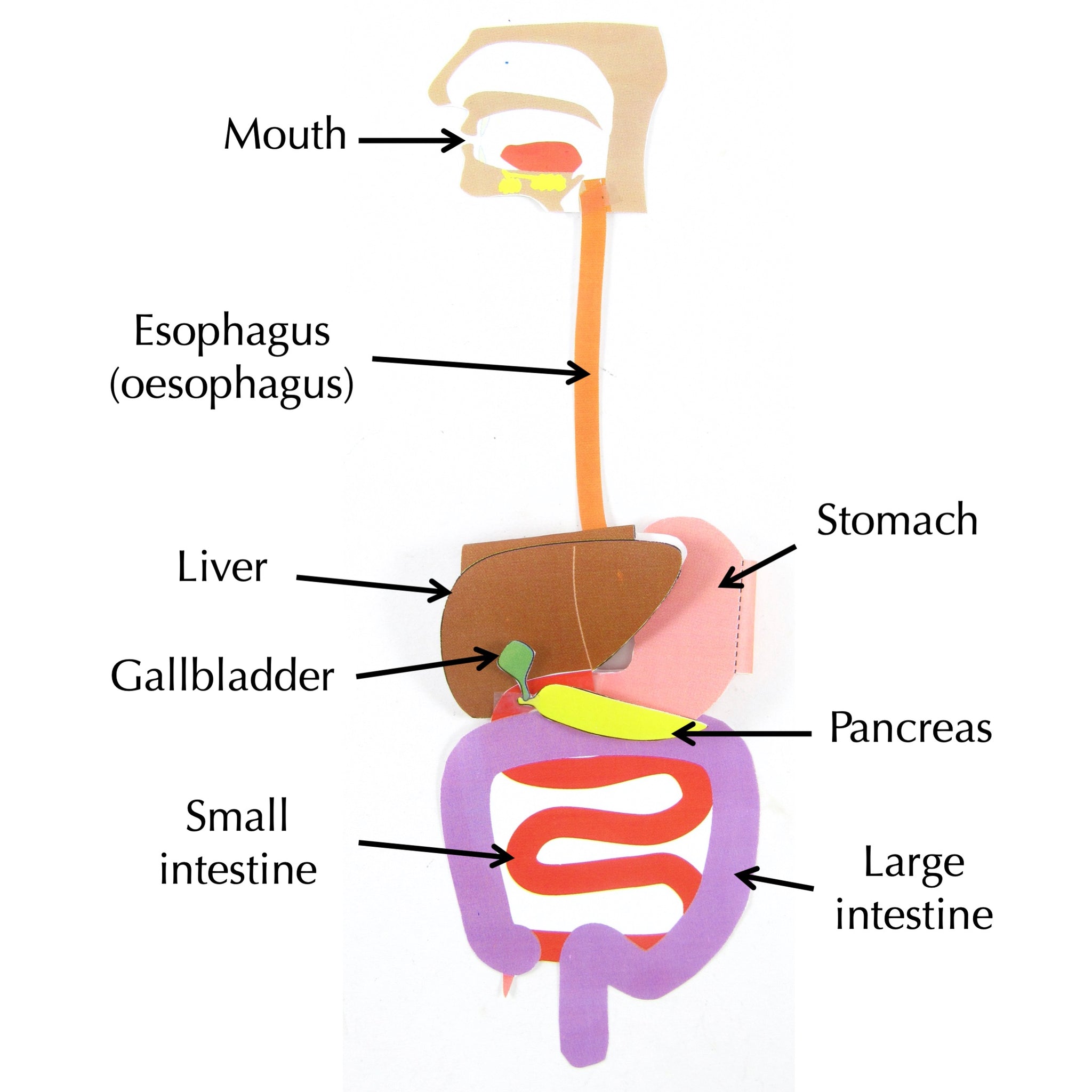 Simple Stomach Diagram