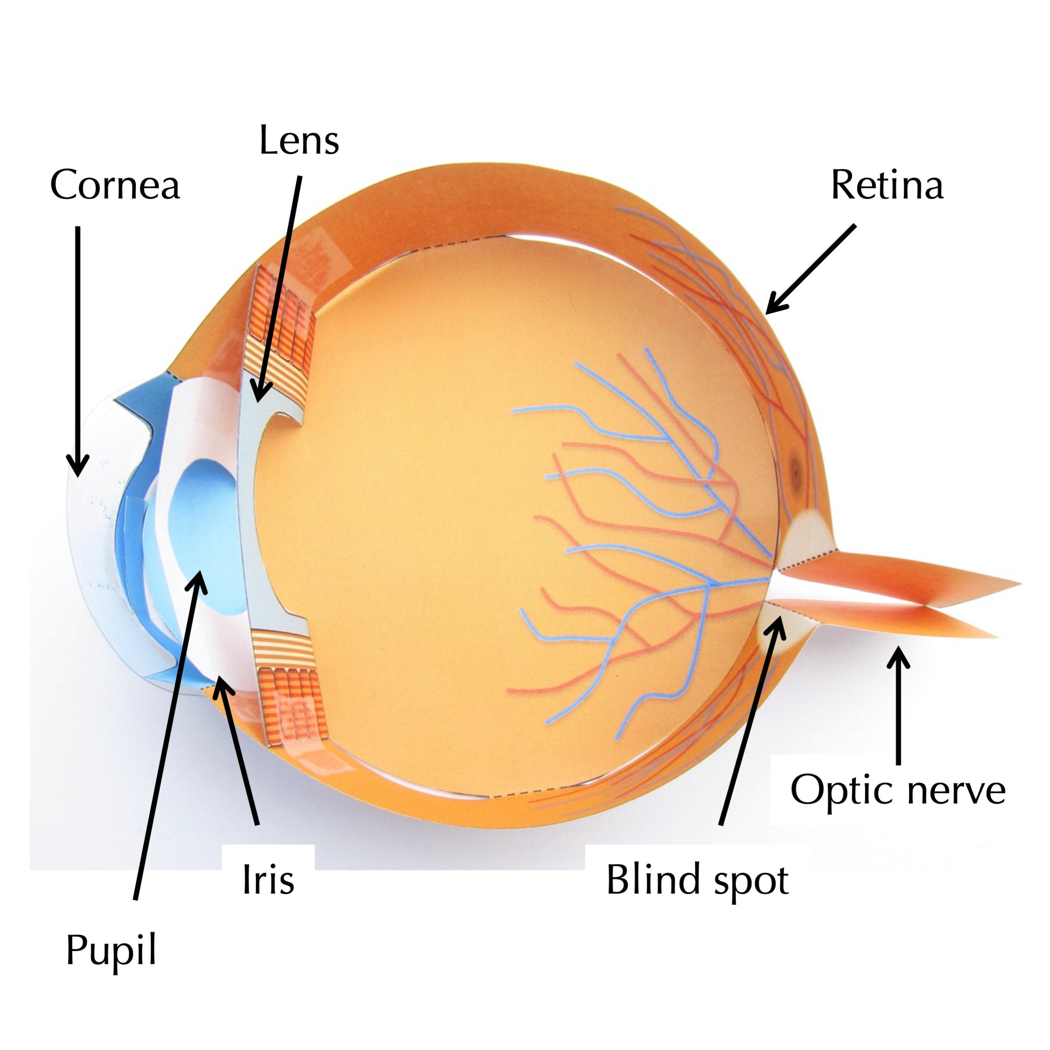 Simple Eye Base Simple Eye Diagram With Label