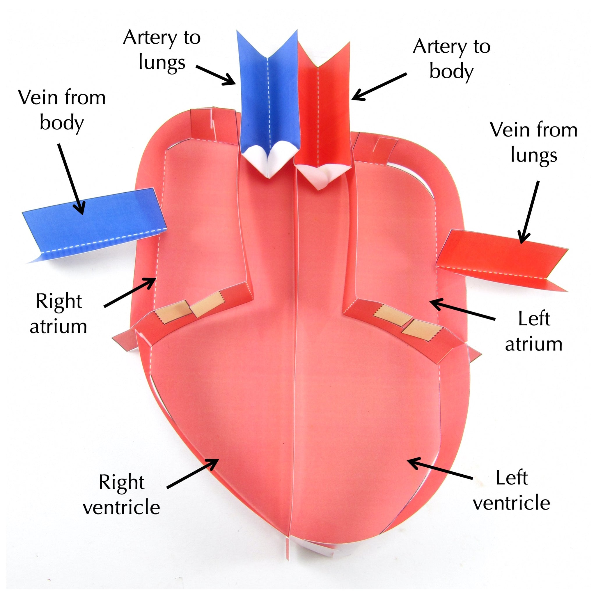 How To Draw A Simple Heart Diagram