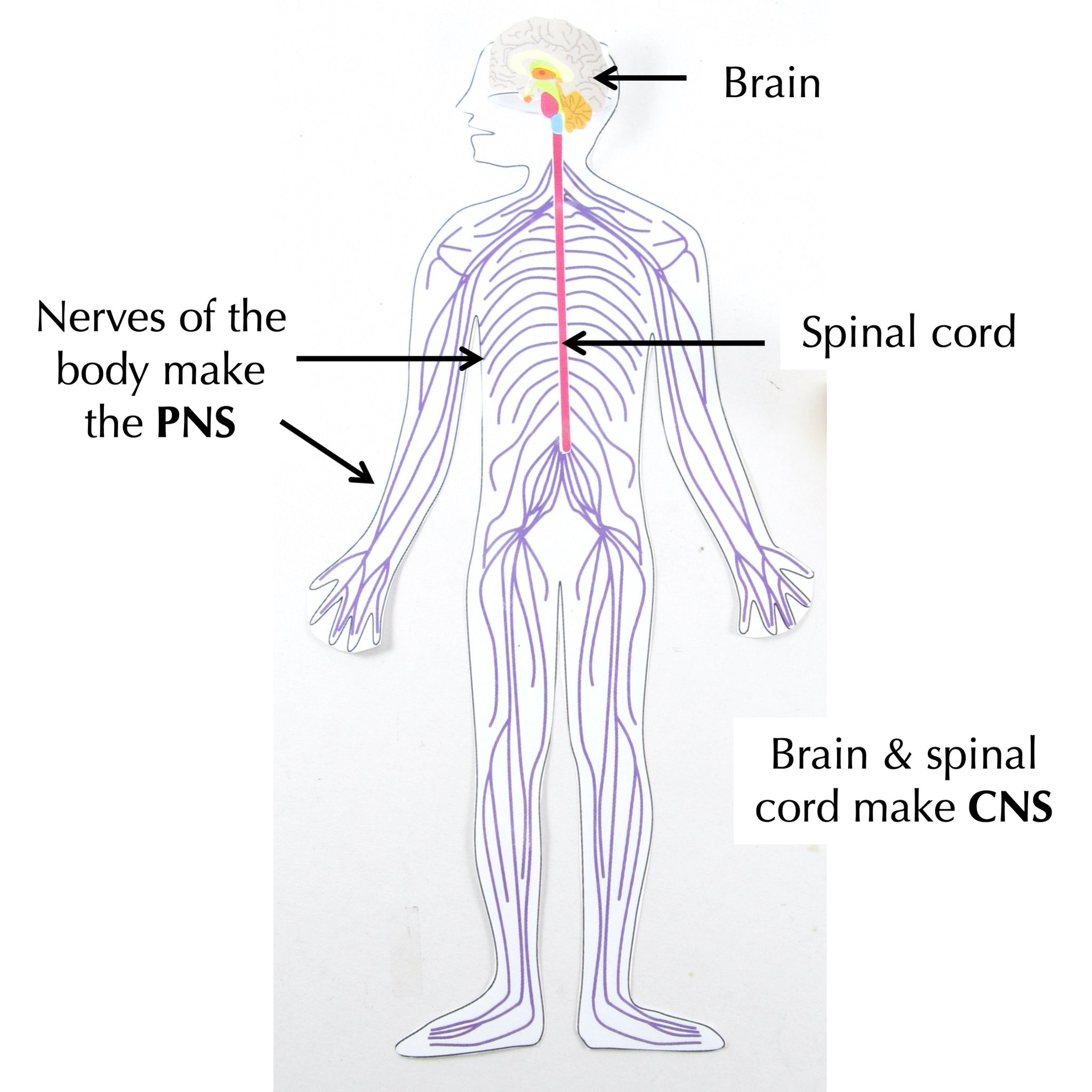 Simple Peripheral Nervous System Diagram