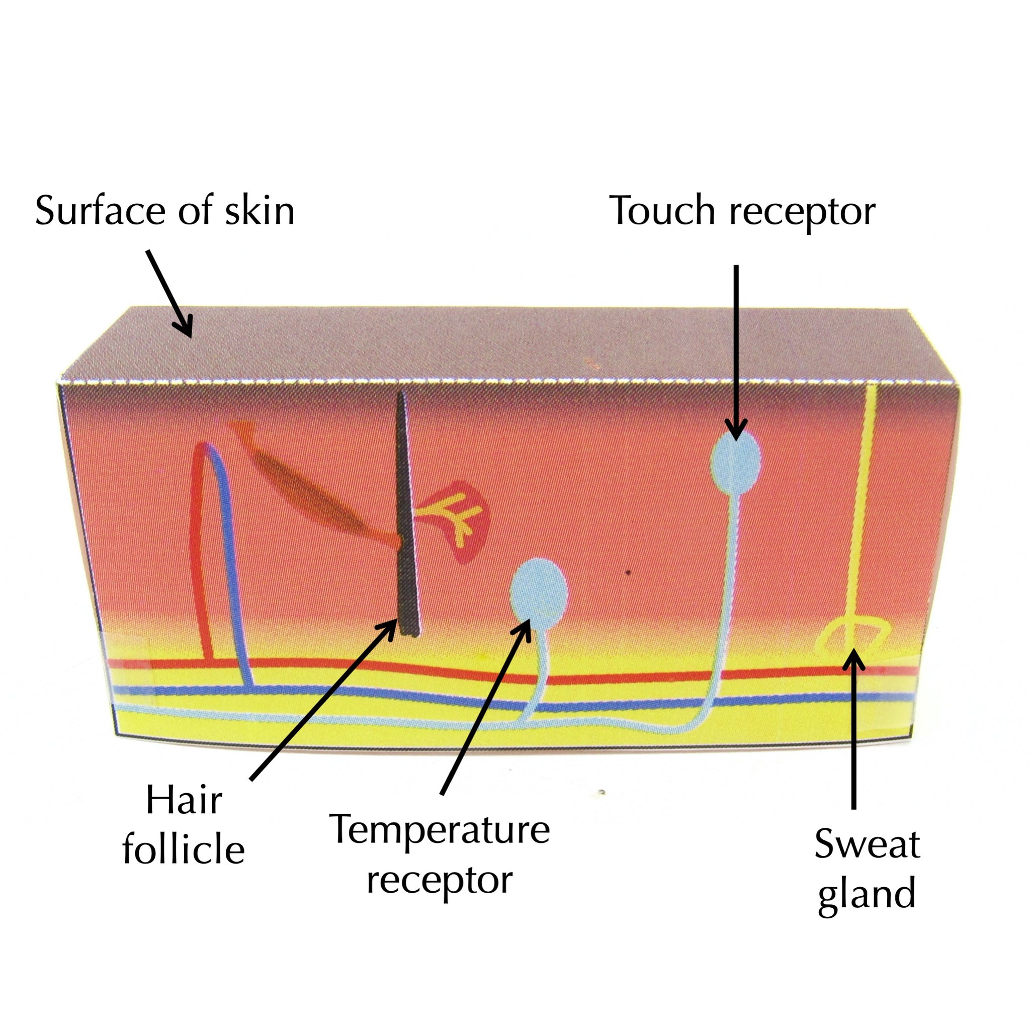 Origami Touch Sense of Touch – Origami Organelles