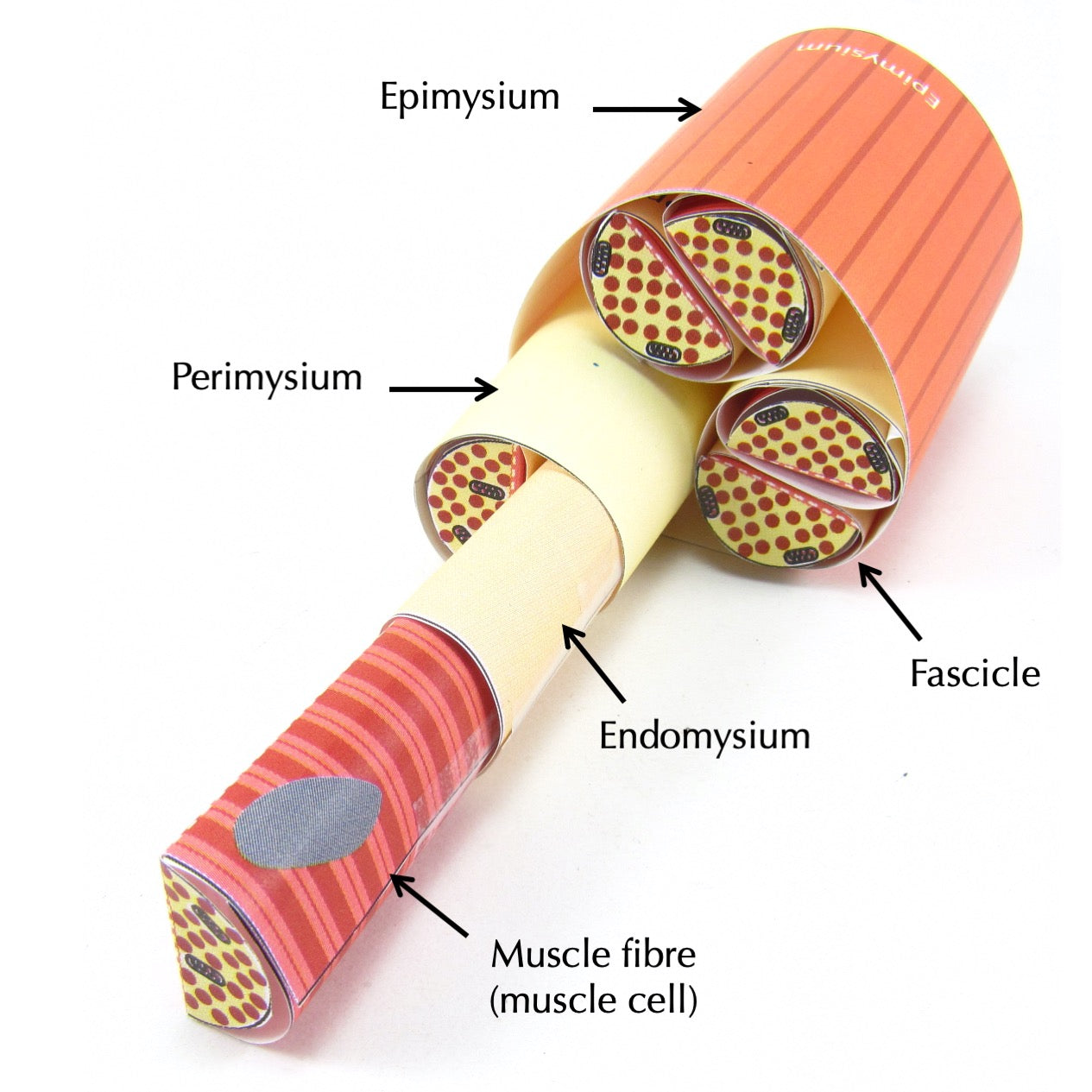 Origami Muscle Shell Skeletal Muscle – Origami Organelles