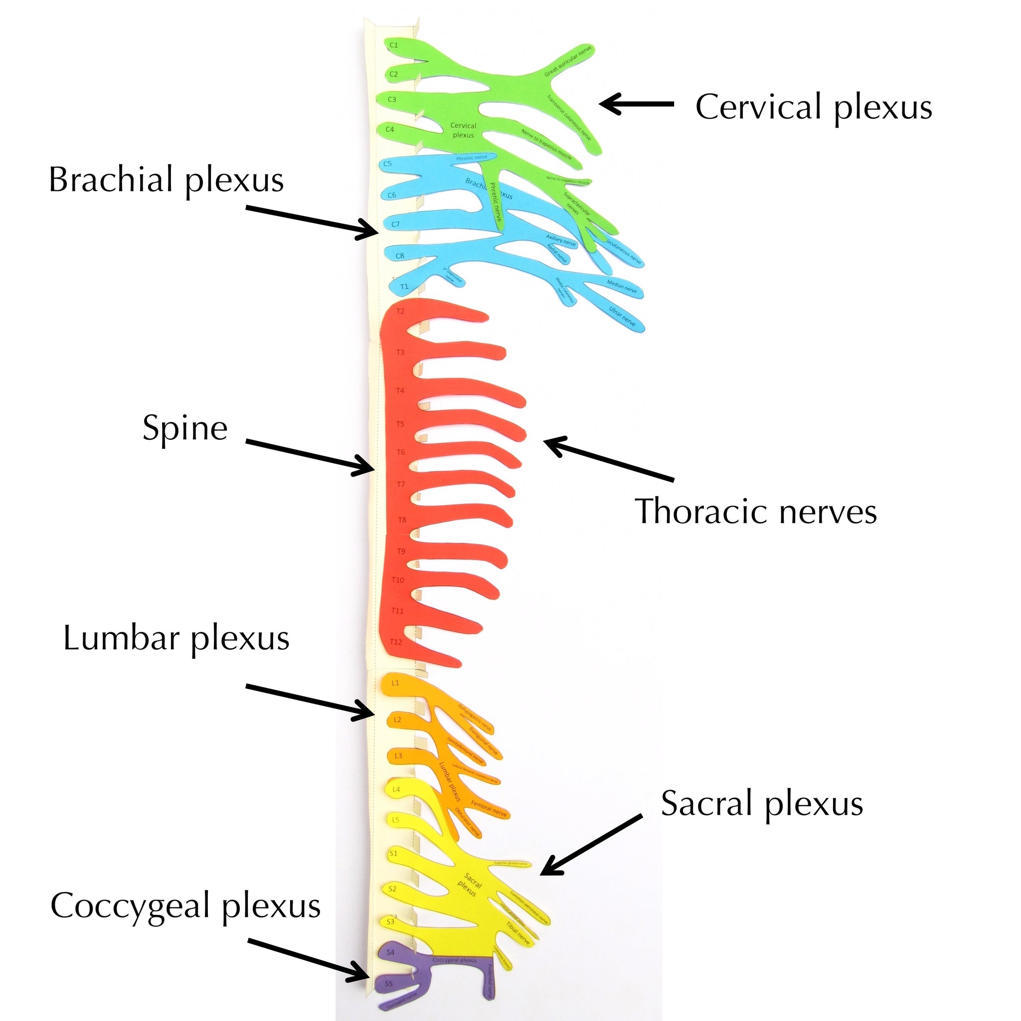 T8 Innervation 31 Pairs Of Spinal Nerves