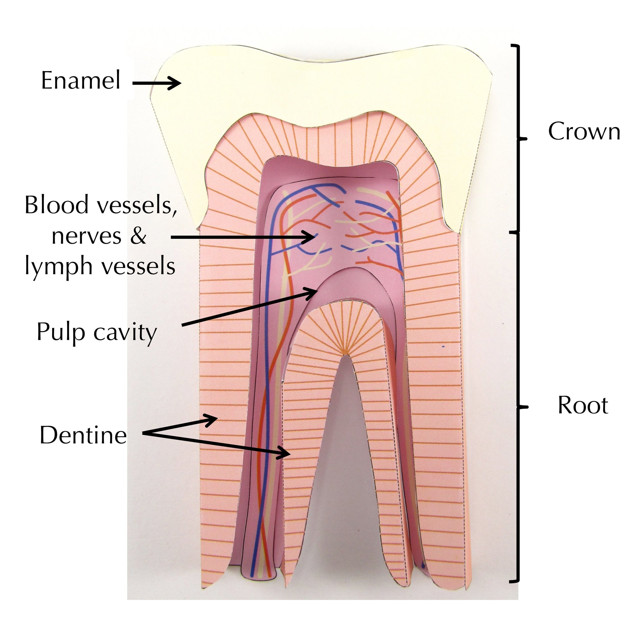 Tooth With Webbed Roots Structure of a Tooth – Origami Organelles