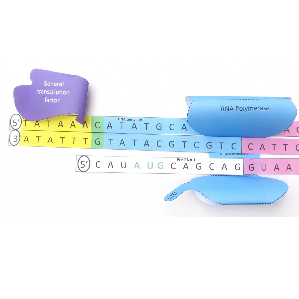 Transcriptie Protection Transcriptie Nederlands – Origami Organelles
