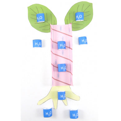 transport in plants origami organelle